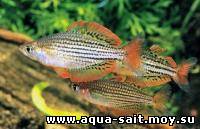 Рыбка радужная: (Melanotaenia macculochi)