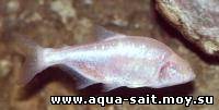 Рыба слепая (Anoptichthys jordani)