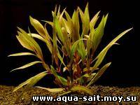 Гигрофила иволистная, узколистная (Hygrophila angustifolia)